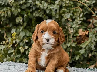 Cavapoo dogs Monty - Ad 13