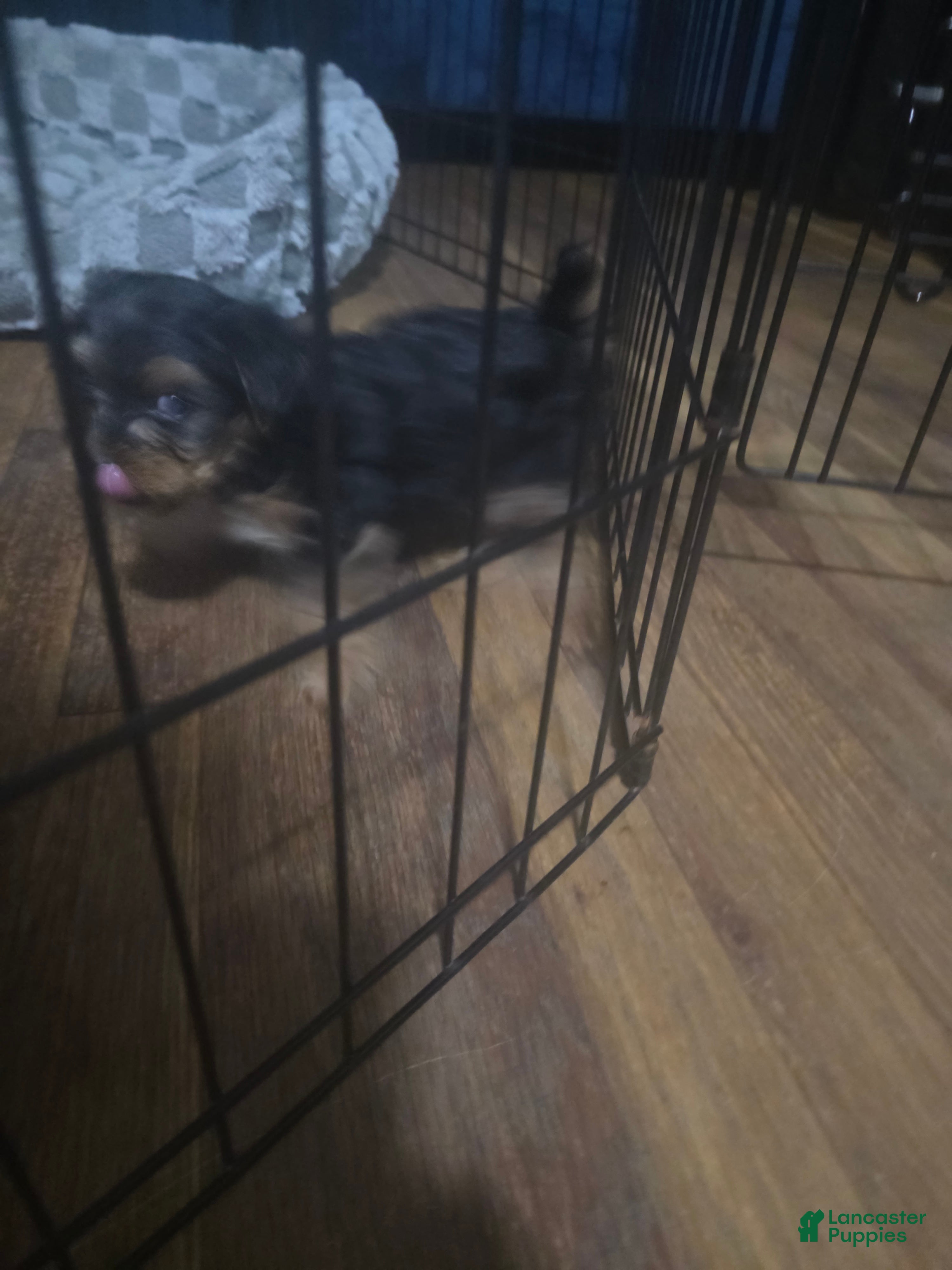 Yorkiepoo dogs Yorkie 2 - Ad 30
