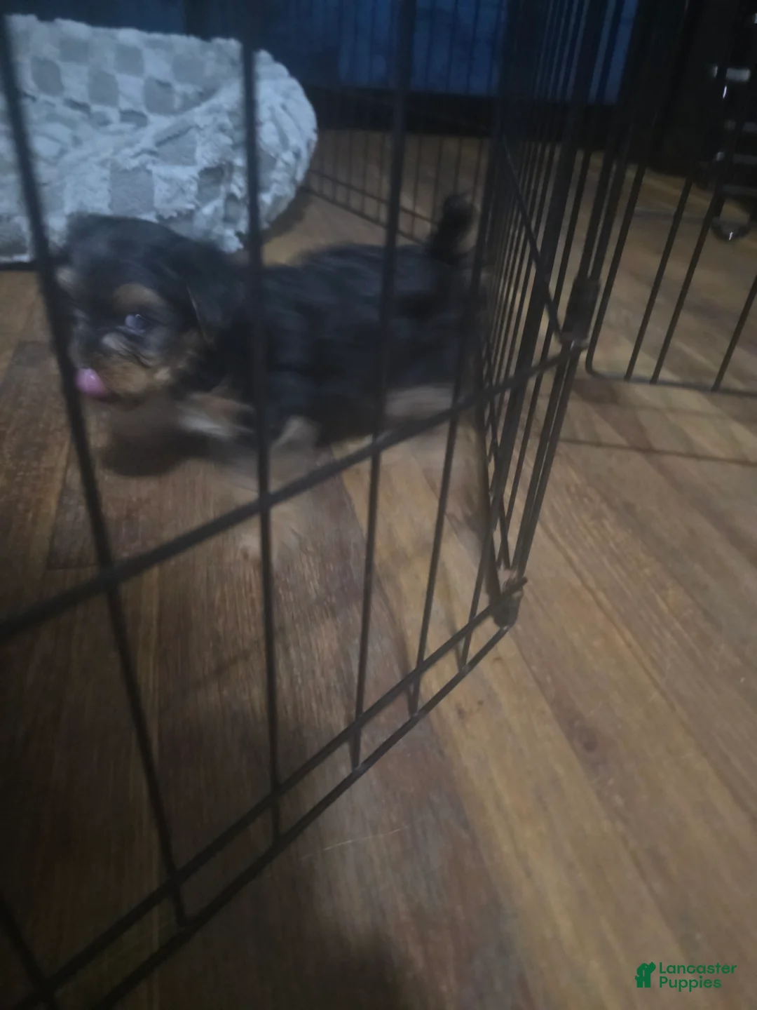 Yorkiepoo dogs for sale: Yorkie 2 - Ad 1