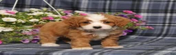 Cavapoo dogs for sale: BJs Wayne - Ad 3