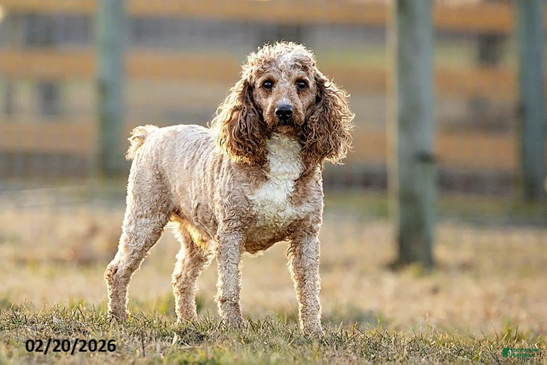 Mini Goldendoodle dogs for sale: Barbie - Ad 5