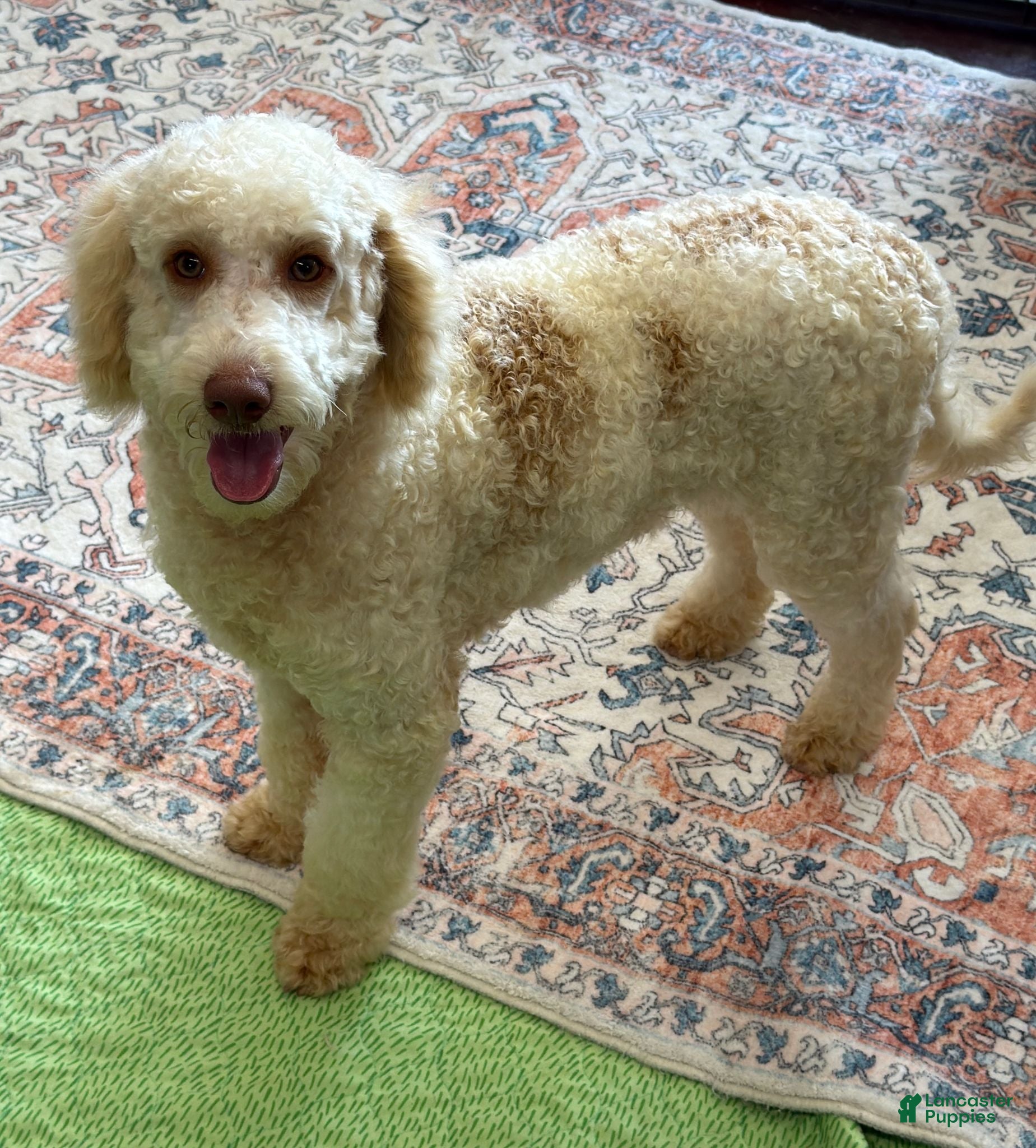 Mini Goldendoodle dogs Spirit - Ad 41