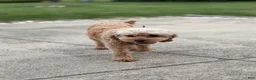 Cavapoo dogs for sale: Pixie - Ad 6