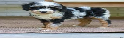 Bernedoodle dogs for sale: Emma  - Ad 4