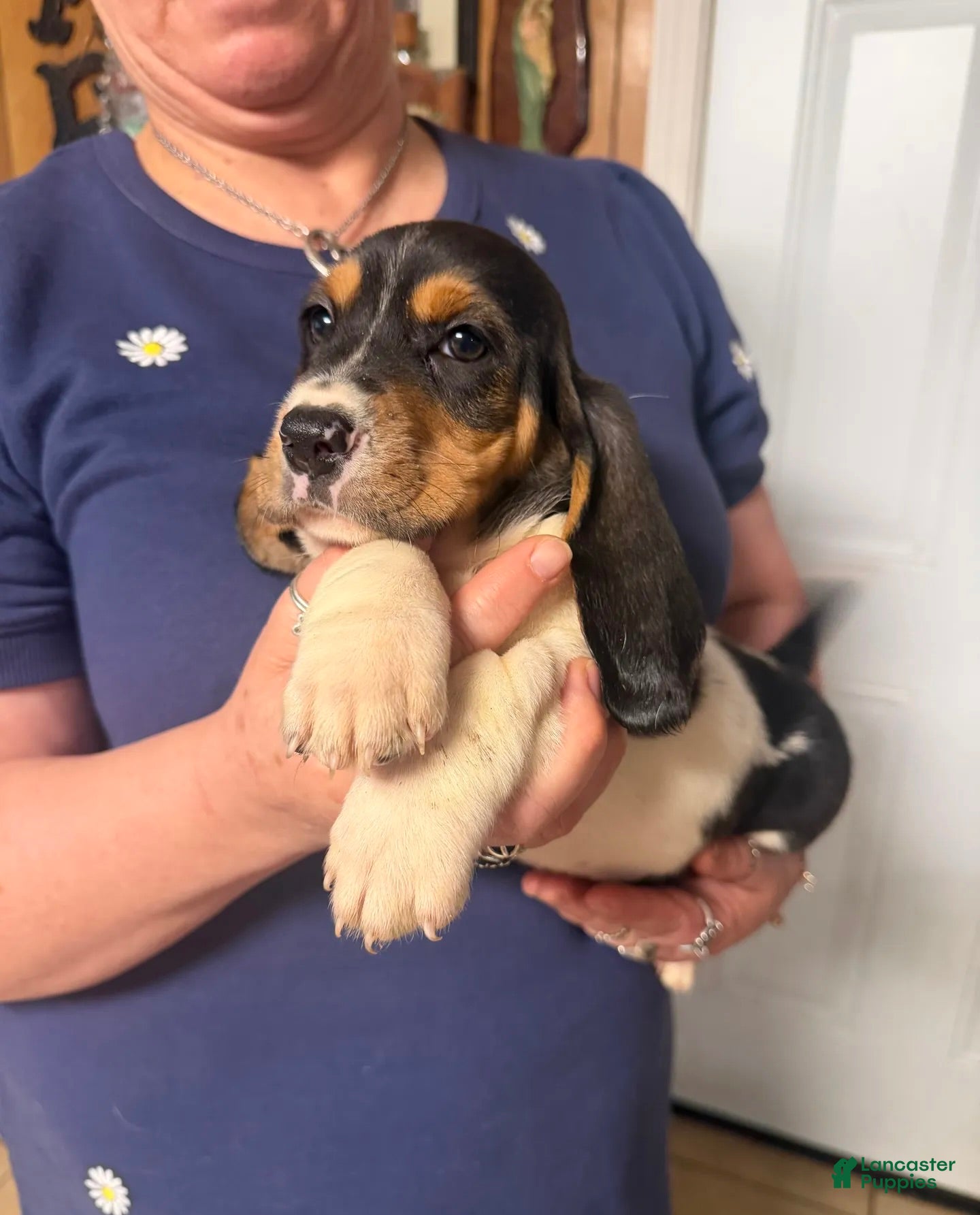 Basset Hound dogs for sale: Mia Girl - Ad 1