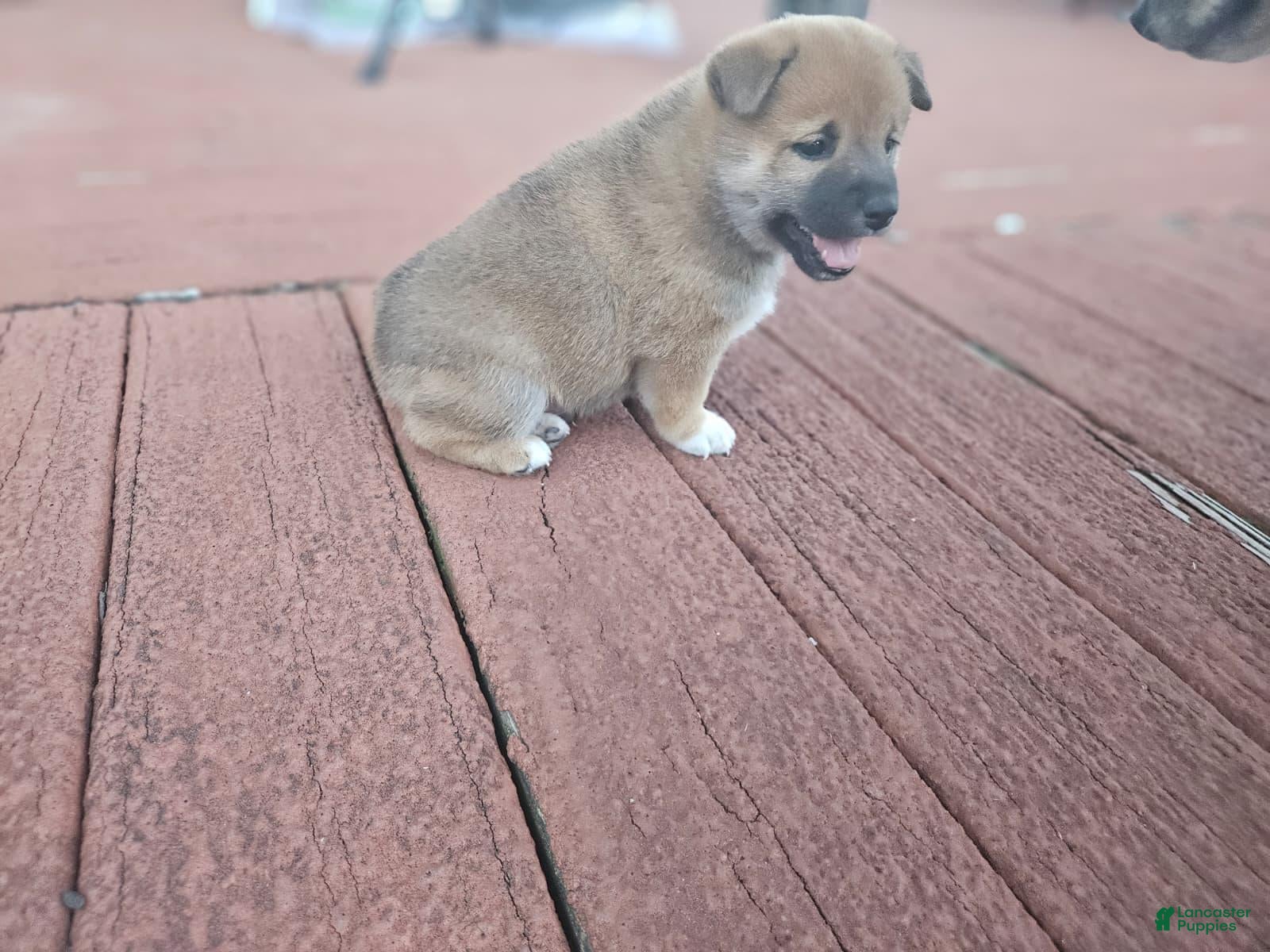 Shiba Inu (Shiba Inu, Female) in Taylor, MI
