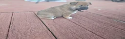 Shiba Inu dogs for sale: Male #2 - Individual coming soon! - Ad 1