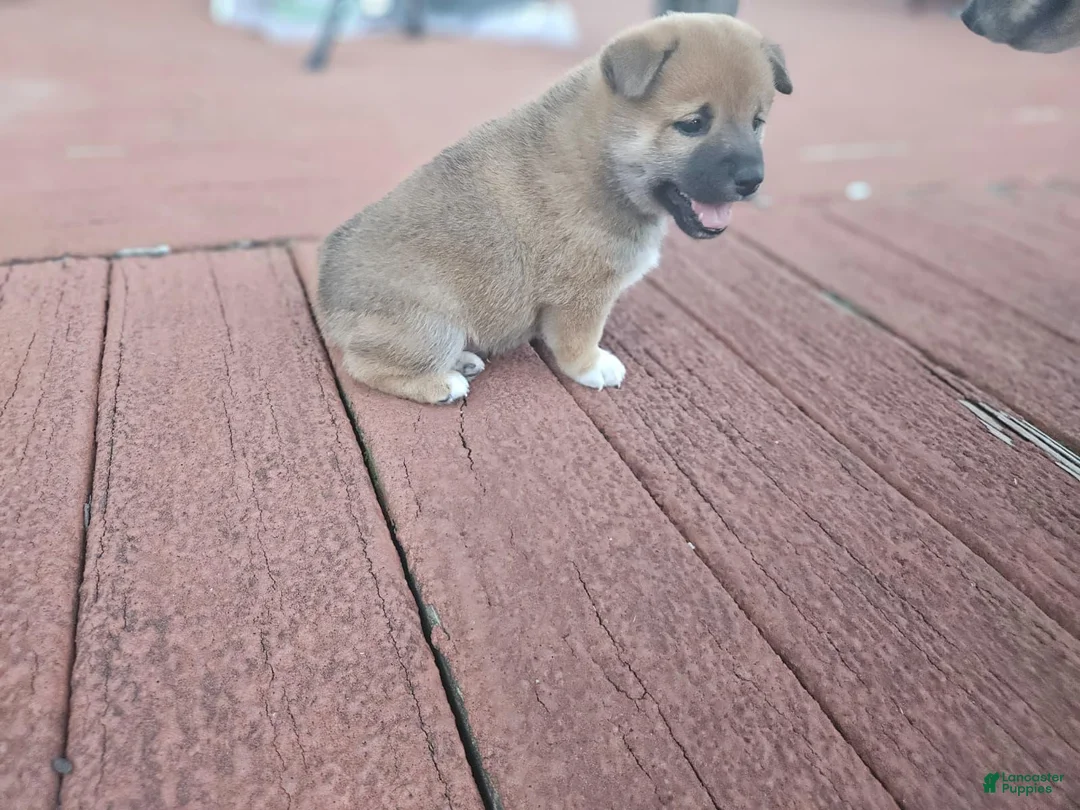 Shiba Inu dogs for sale: Male #2 - Individual coming soon! - Ad 1