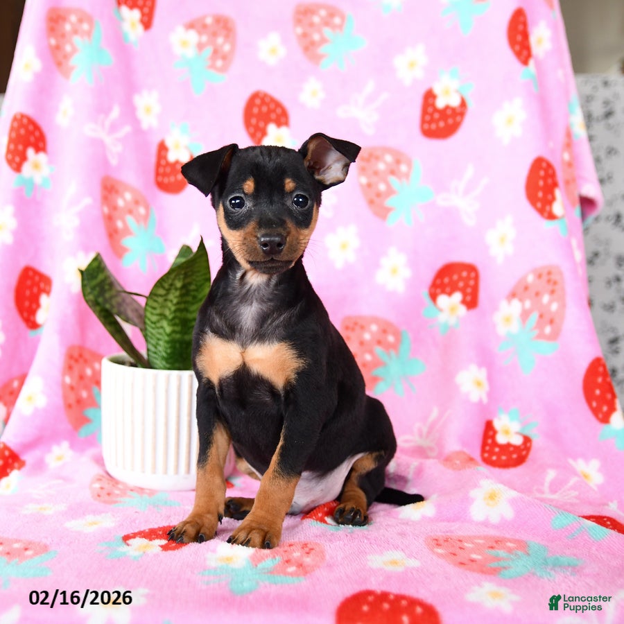 Miniature Pinscher dogs Charlie - Ad 2