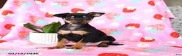 Miniature Pinscher dogs for sale: Charlie - Ad 2