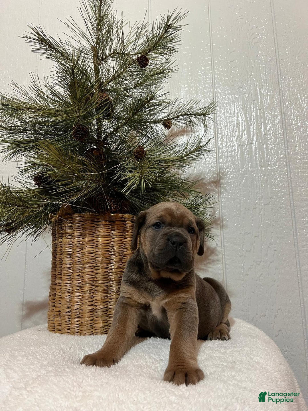 Cane Corso dogs for sale: Hailey - Ad 2