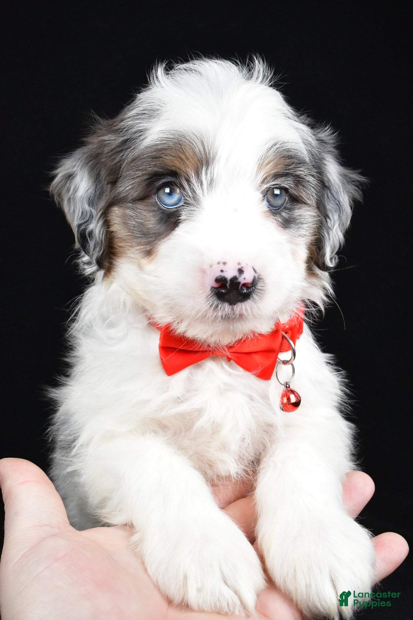 Mini Aussiedoodle dogs Seth - Ad 2