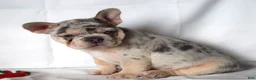 French Bulldog dogs for sale: Thea - Ad 3