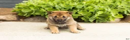 Shiba Inu dogs for sale: Brent  - Ad 4