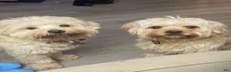 Maltipoo dogs for sale: Maltipoo 1 - Ad 8