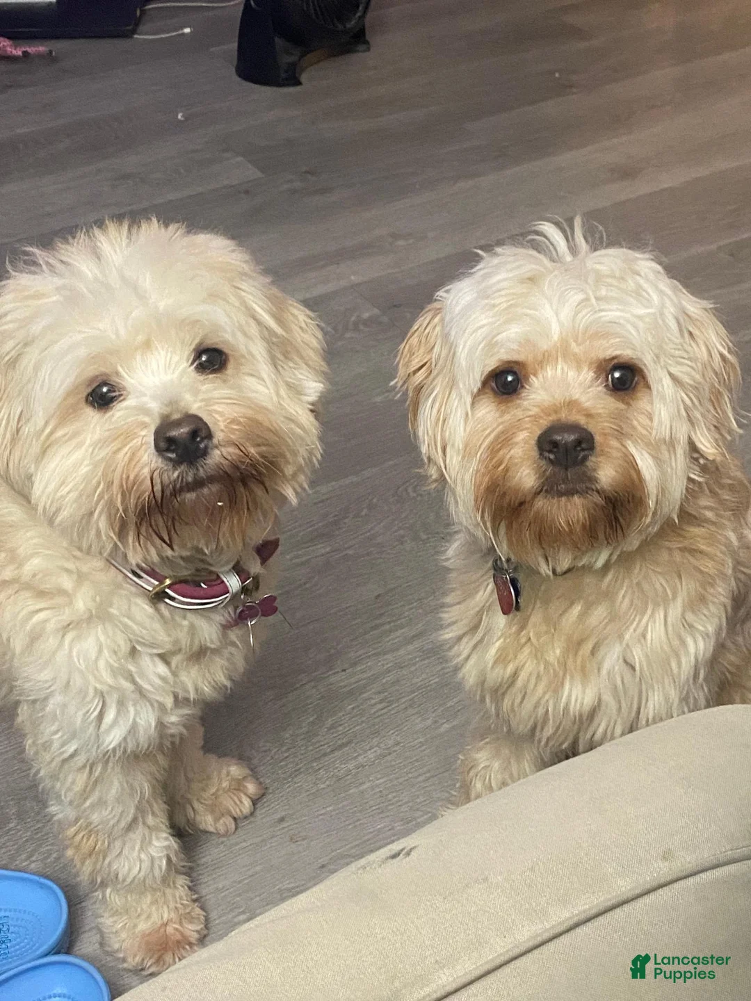 Maltipoo dogs for sale: Maltipoo 1 - Ad 8