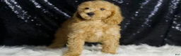 Mini Goldendoodle dogs for sale: Oxford - Ad 4