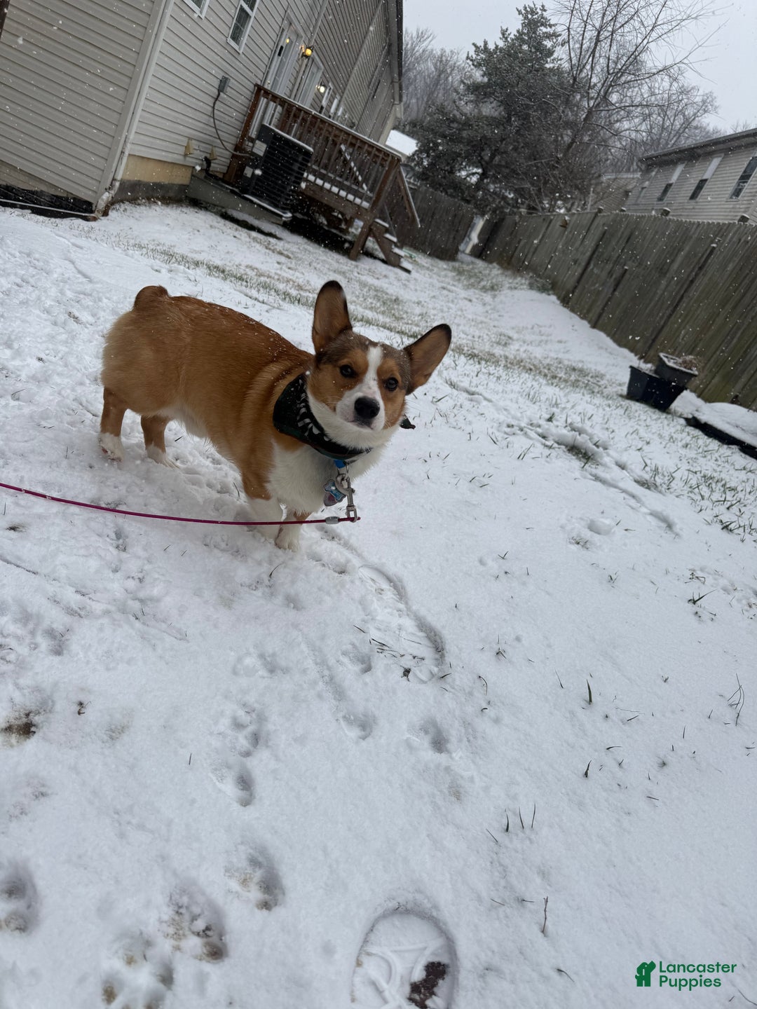 Welsh Corgi Pembroke dogs for stud: Kylo- Stud - Ad 7