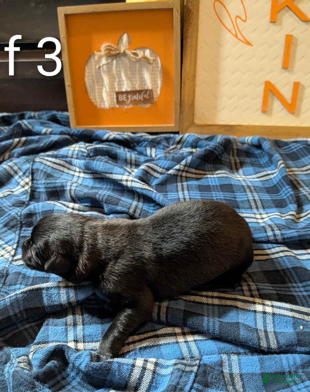 Belgian Malinois dogs for sale: Belgian Malinois Puppy 8 - Ad 2