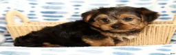 Yorkshire Terrier dogs for sale: Ally - Ad 5