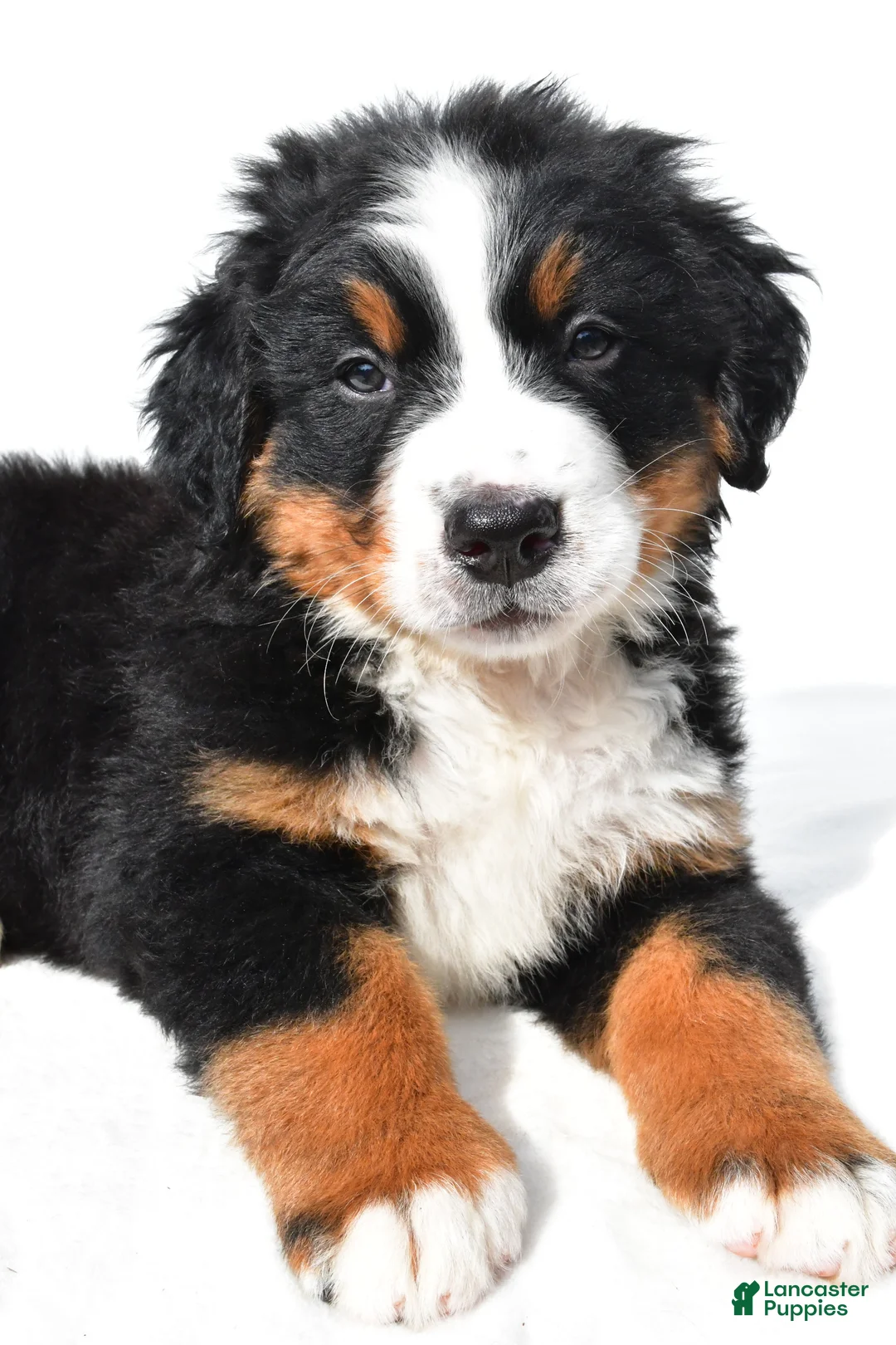 Bernese Mountain Dog dogs for sale: Bella - Ad 2