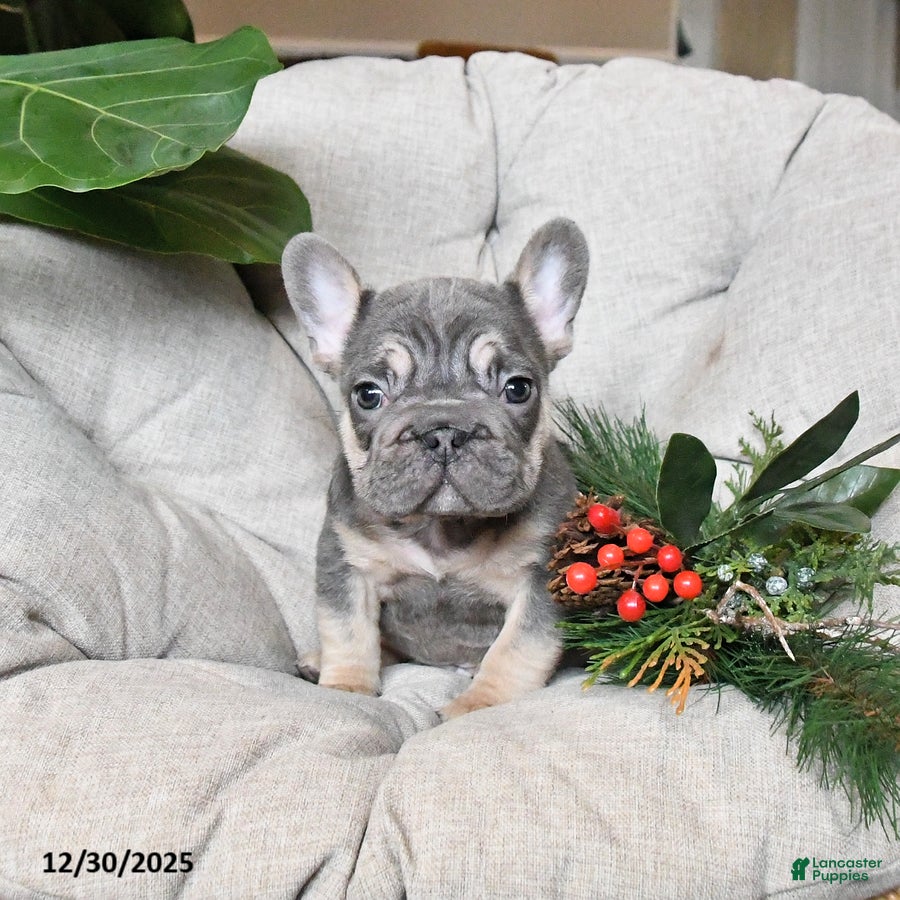 French Bulldog dogs Teddy - Ad 14