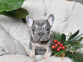 French Bulldog dogs Teddy - Ad 13