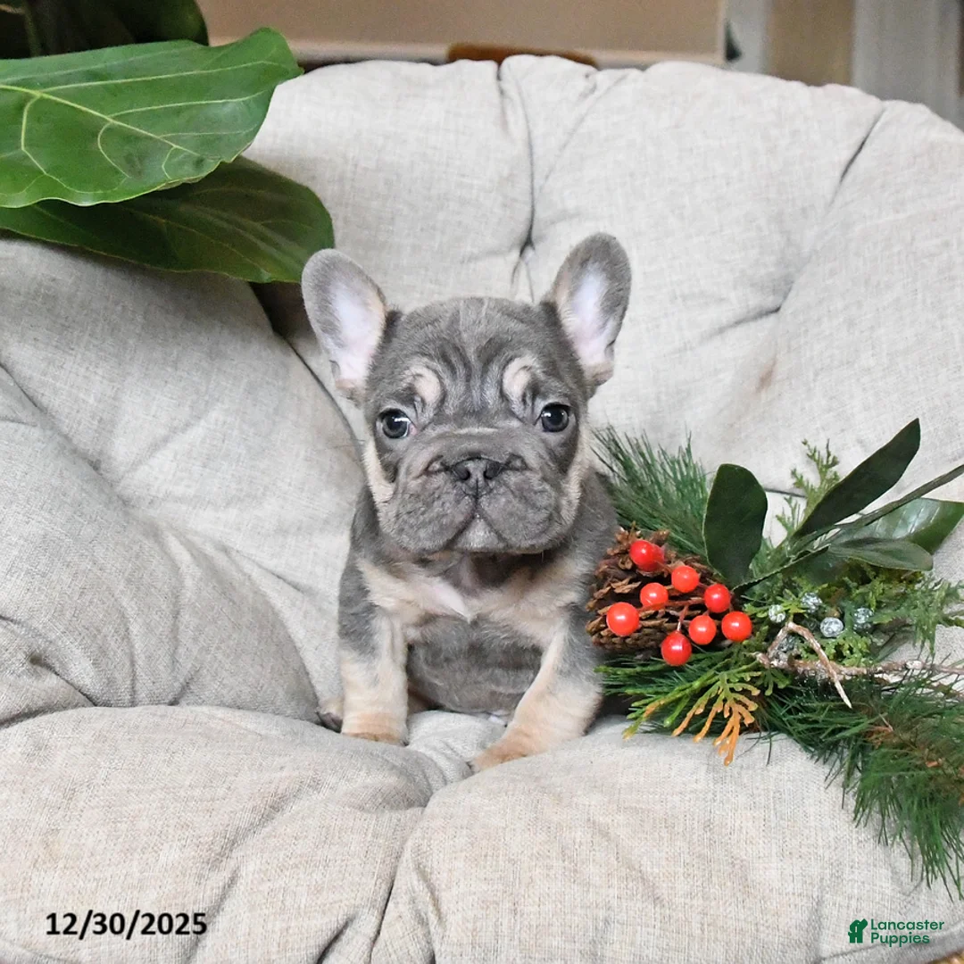 French Bulldog dogs for sale: Teddy - Ad 1