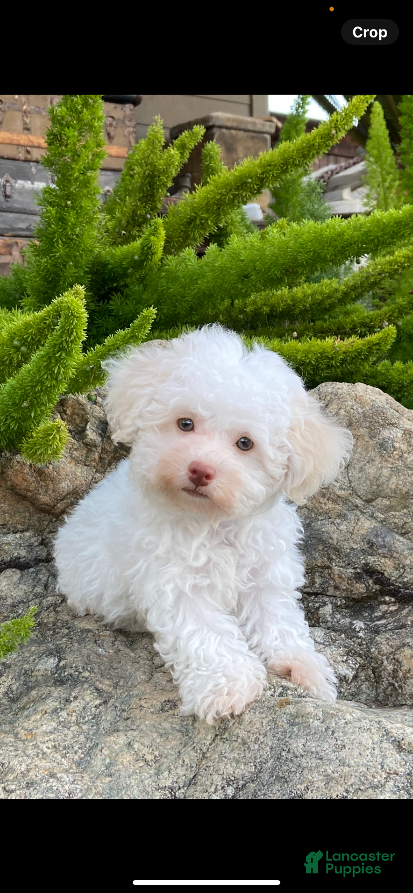 Maltipoo dogs Klondike - Ad 2