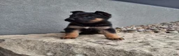 German Shepherd dogs for sale: Nikki - Ad 7