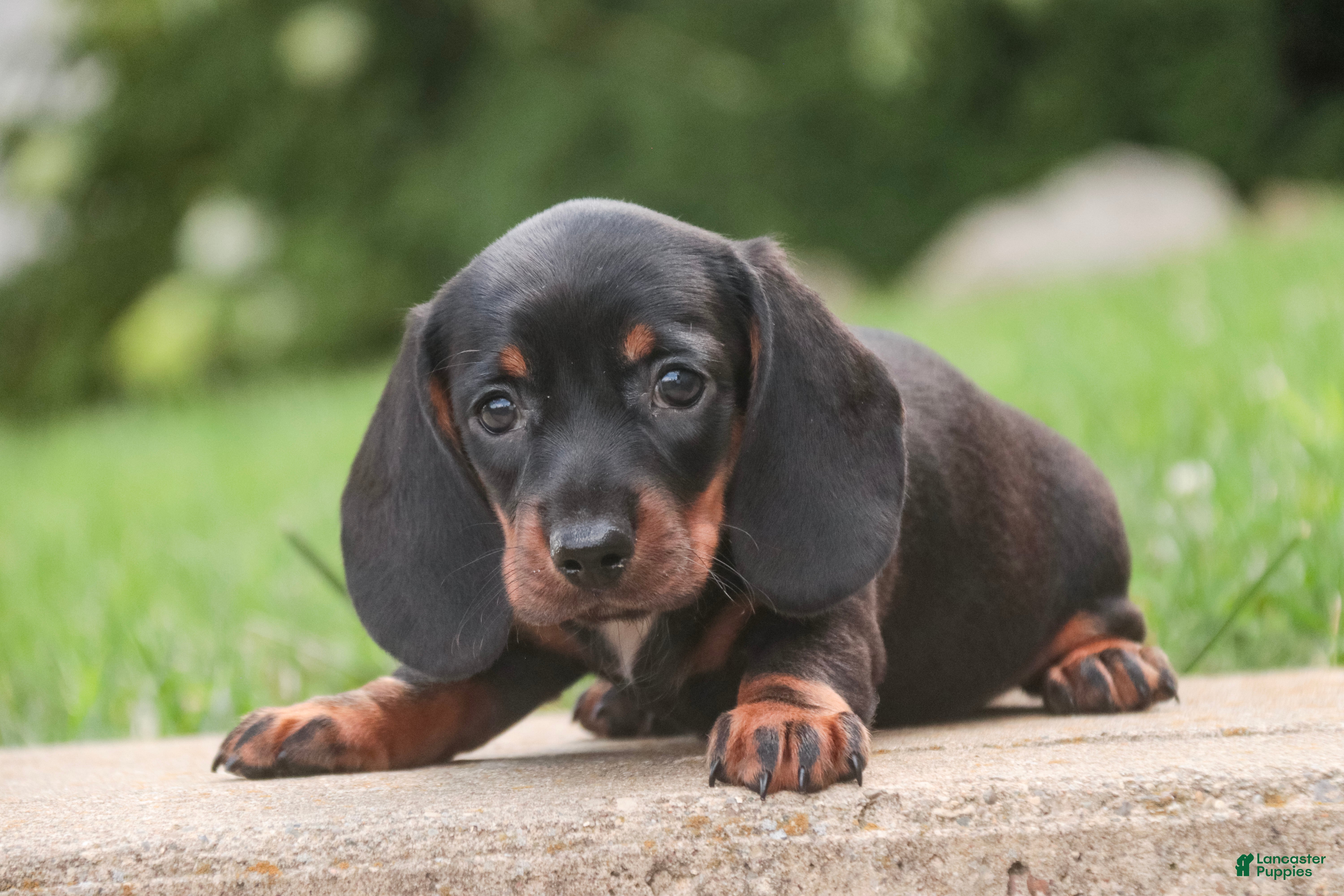 Miniature Dachshund dogs Wyatt Miniature Dachshund  - Ad 2