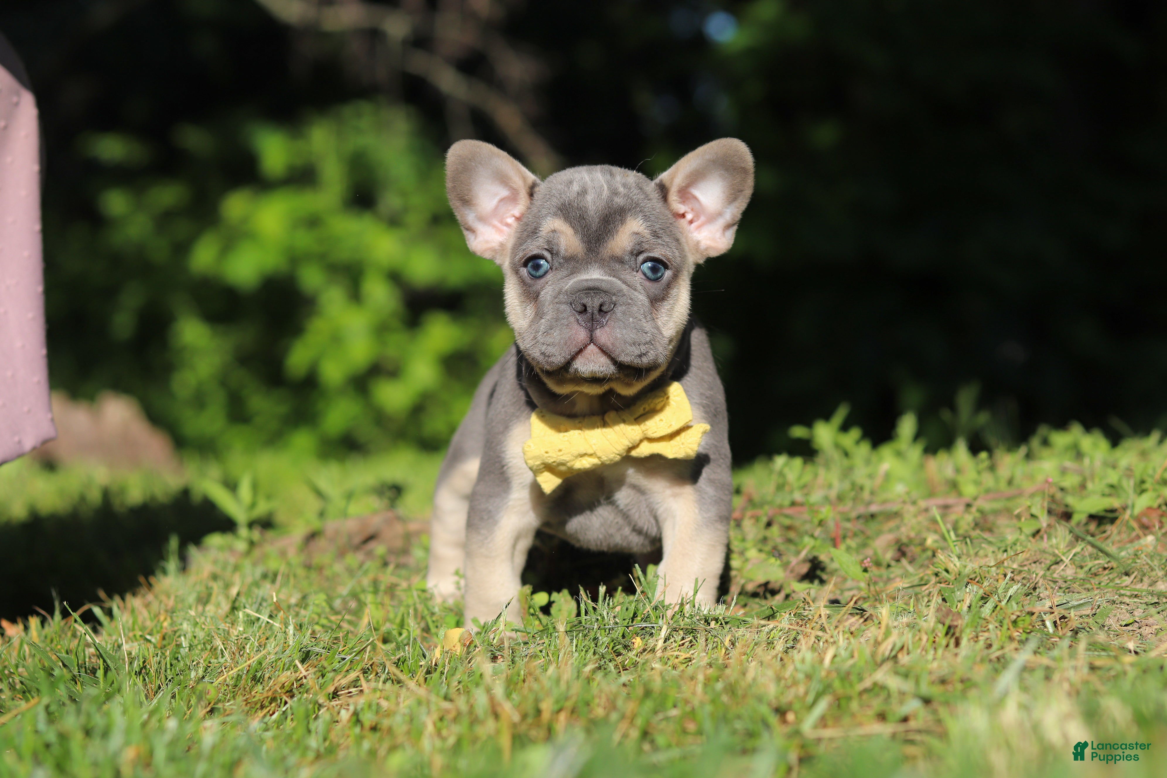 French Bulldog dogs for sale: Pete - Ad 6