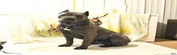 Cane Corso dogs for sale: Heidi - Ad 5