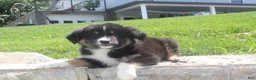 Australian Shepherd dogs for sale: Panda - Ad 4