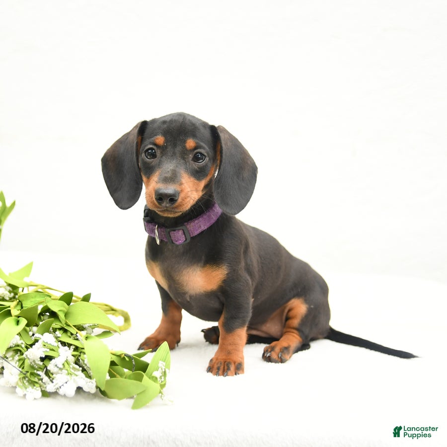 Miniature Dachshund dogs Bonnie - Ad 1