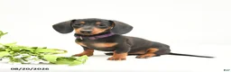 Miniature Dachshund dogs for sale: Bonnie - Ad 1