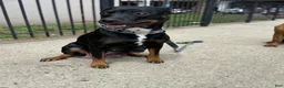 Mixed Breed dogs for sale: Blu - Ad 10