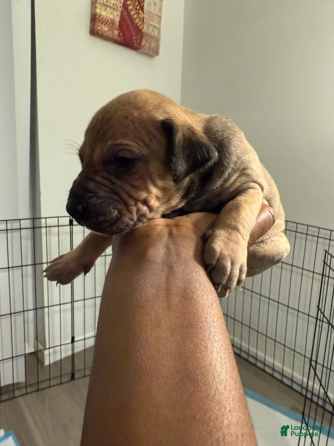 Mixed Breed dogs for sale: Mixed Breed Puppy 3 - Ad 5