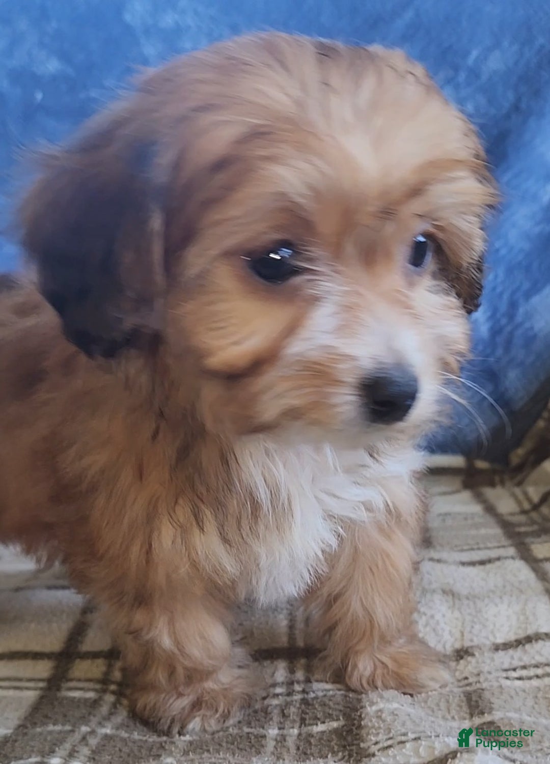 Mixed Breed dogs for sale: Molly - Ad 11