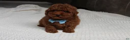 Toy Poodle dogs for sale: Tyler - Ad 5