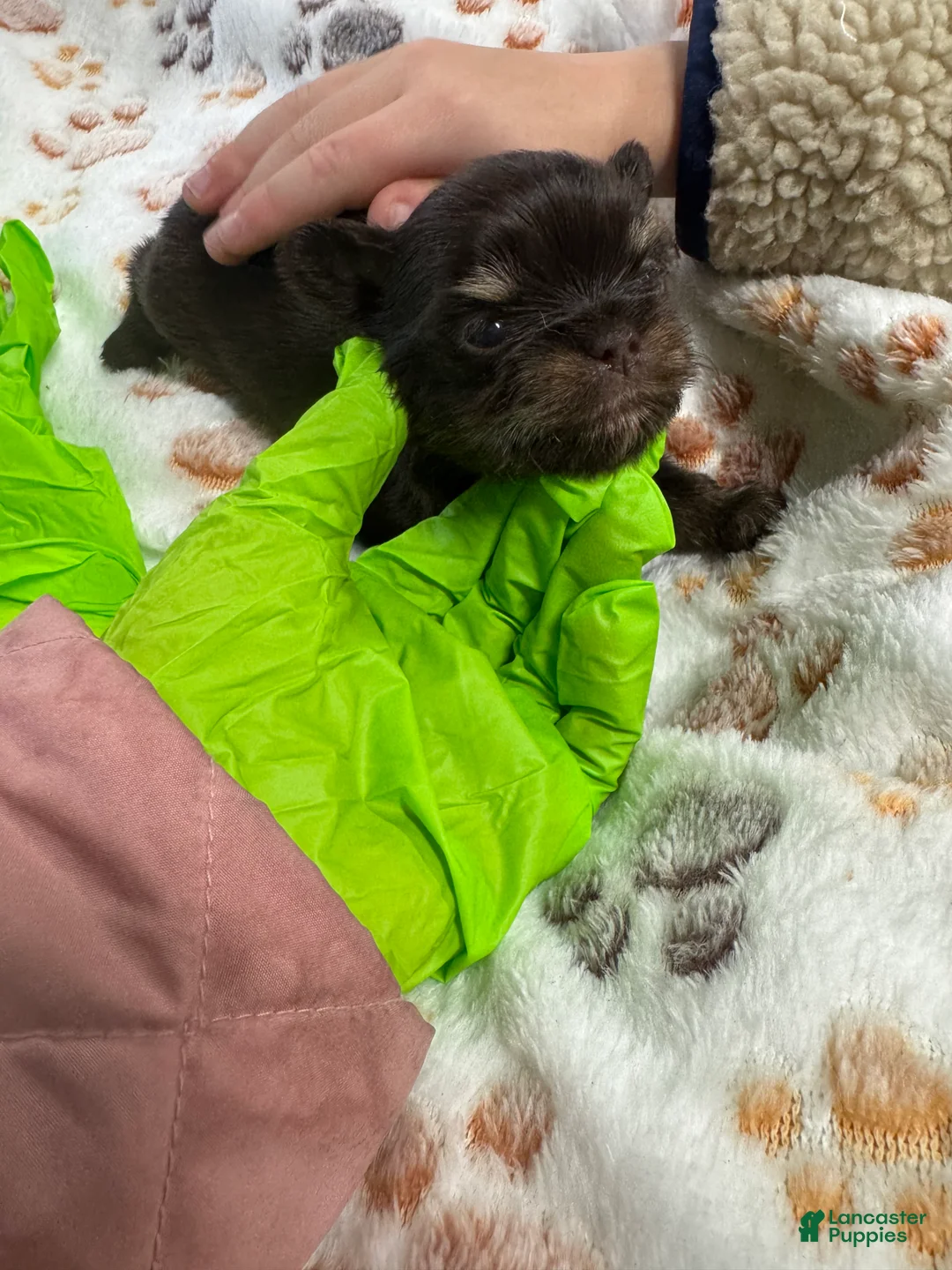 Yorkshire Terrier dogs for sale: Yorkshire Terrier Puppy 2 - Ad 3