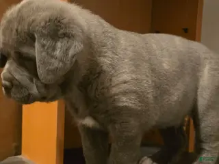 Cane Corso dogs for sale: Beauty - Ad 3