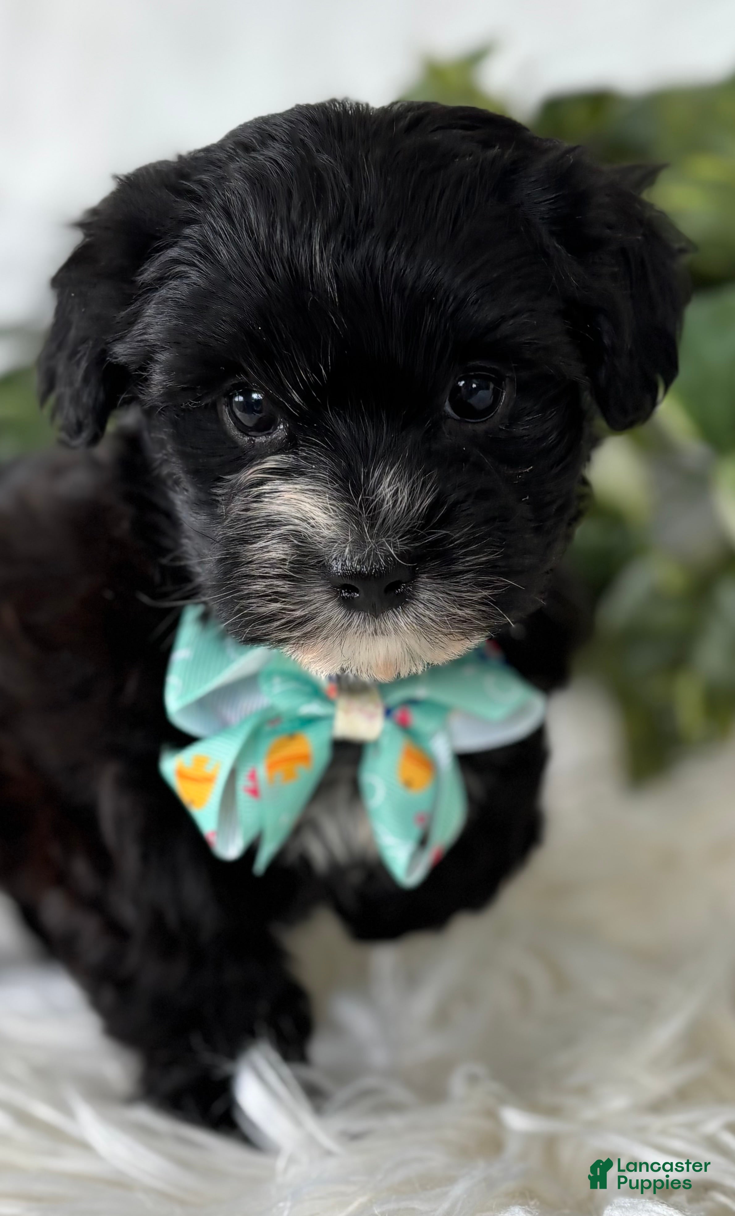 Morkie dogs Prince  - Ad 1