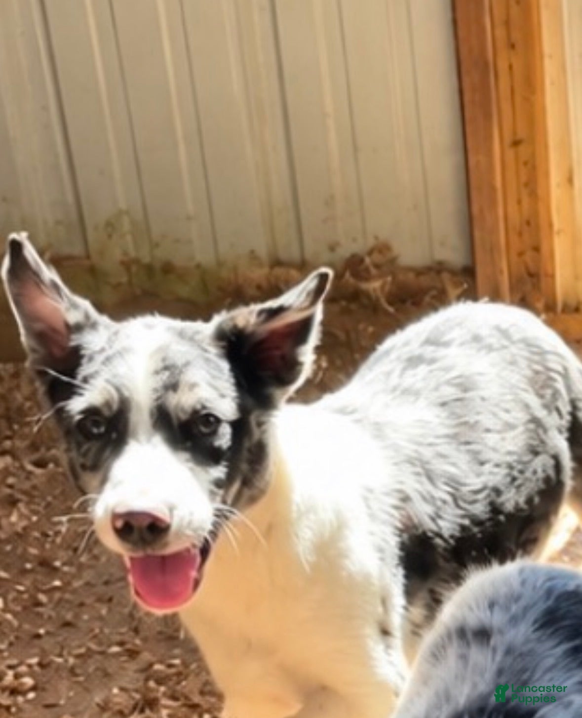 Australian Shepherd (Australian Shepherd, Male) in Wabash, IN