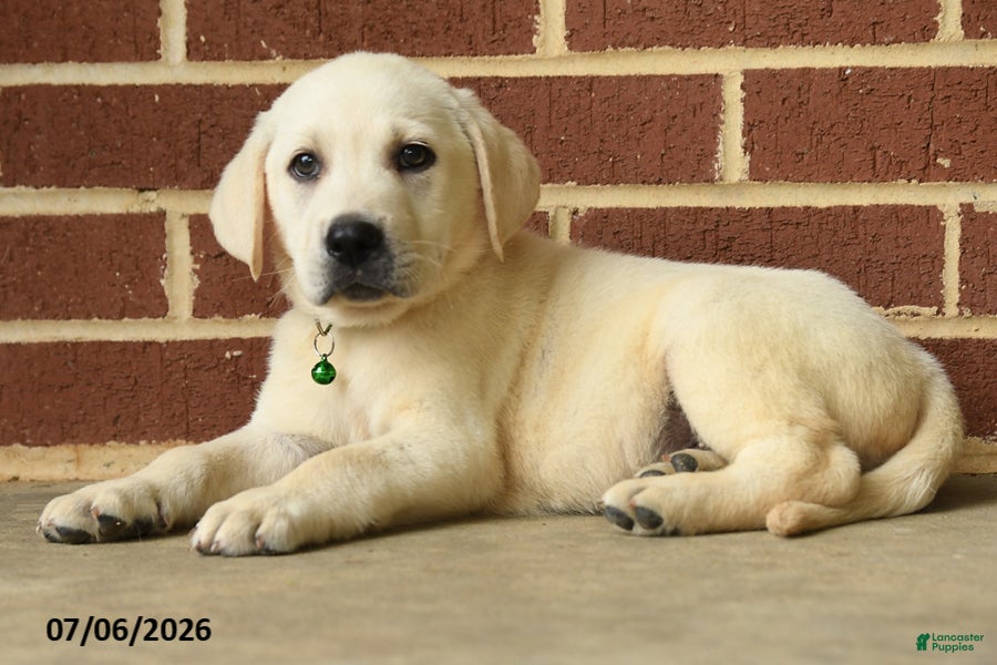 Labrador Retriever dogs Diesel - Ad 2