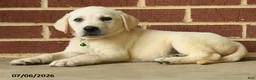 Labrador Retriever dogs for sale: Diesel - Ad 2
