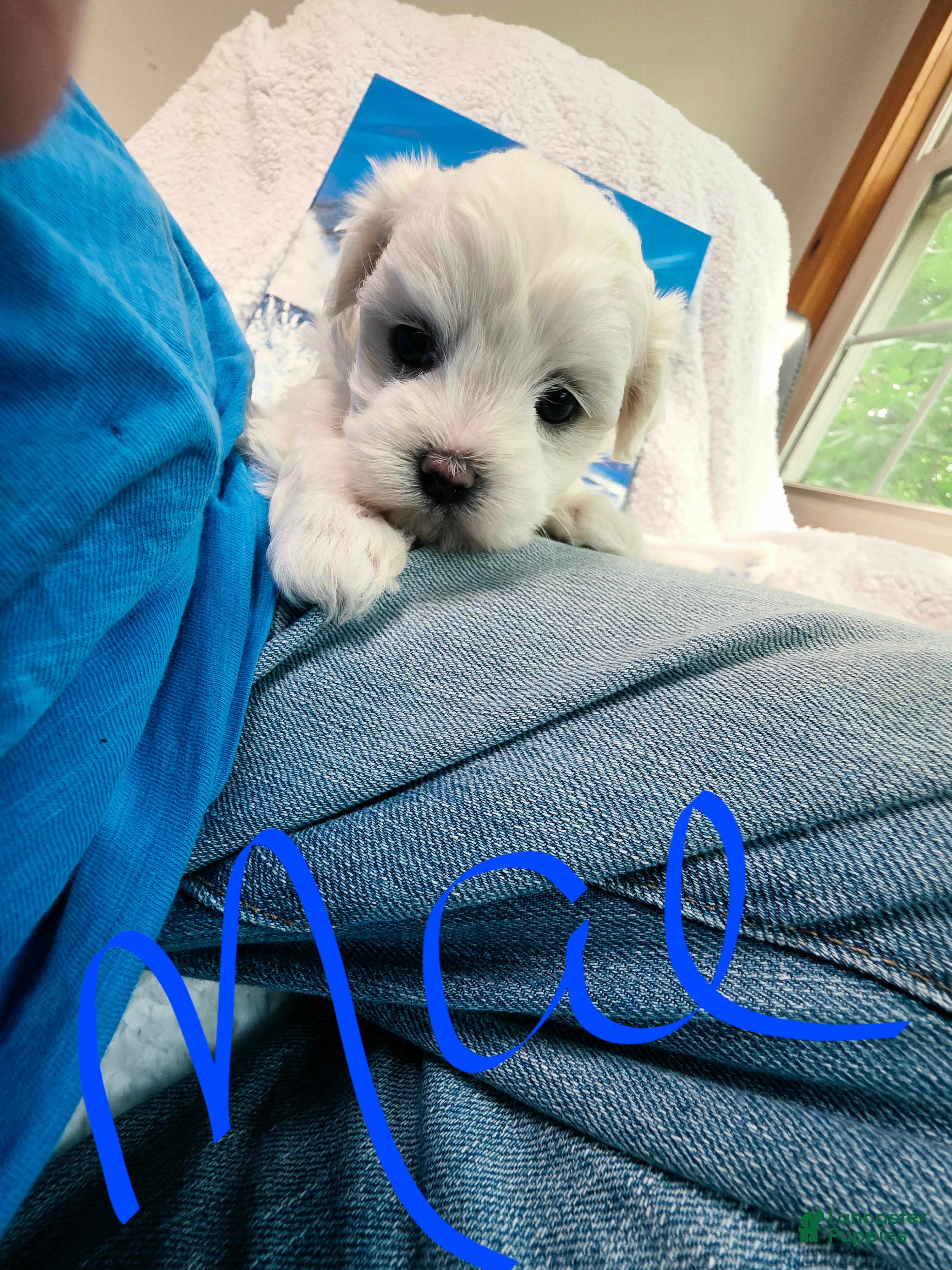 Maltese dogs Mae - Ad 2