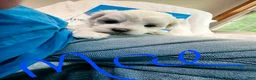 Maltese dogs for sale: Mae - Ad 2