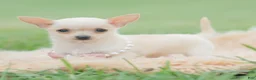 Chihuahua dogs for sale: Itty Teacup - Ad 5