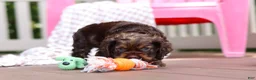 Cocker Spaniel dogs for sale: Cody - Ad 5